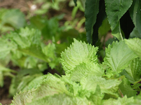 庭に生えた大葉